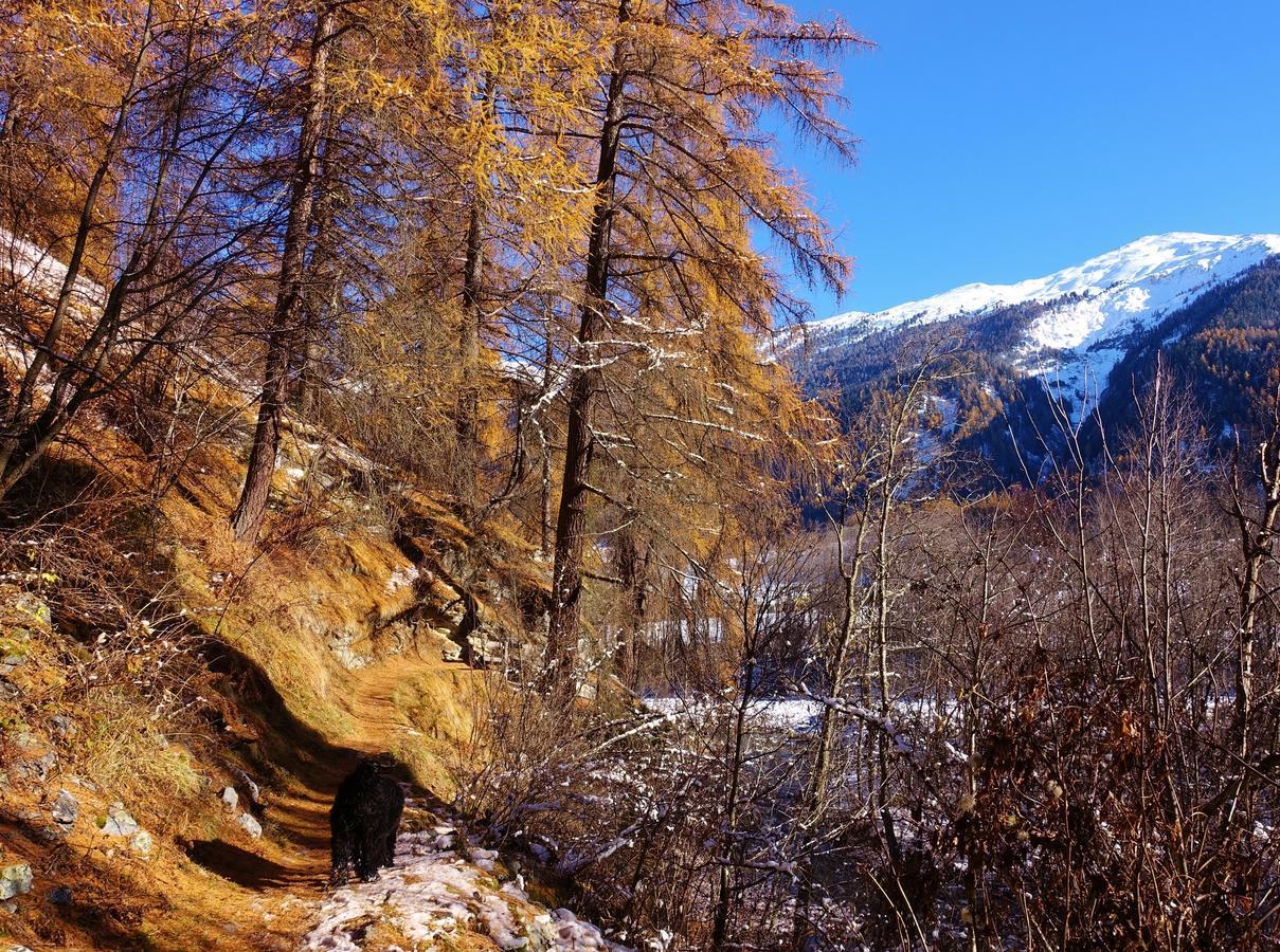 B&B Villa Stelvio Santa Maria Val Müstair Eksteriør billede